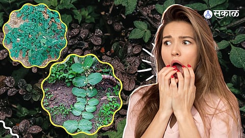 छत्तीसगढ मधली चमत्कारिक वनस्पती