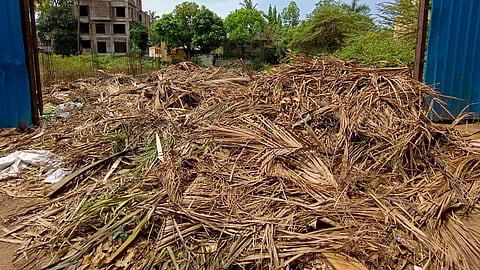 police complaint against cut tree branches 10 thousand fine pune crime police