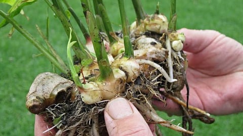 Ginger Crop