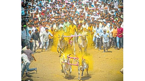 Bullock Cart race