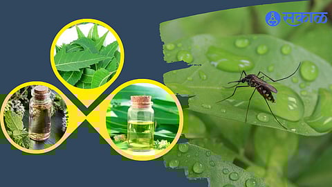 Mosquito Repellent Tips