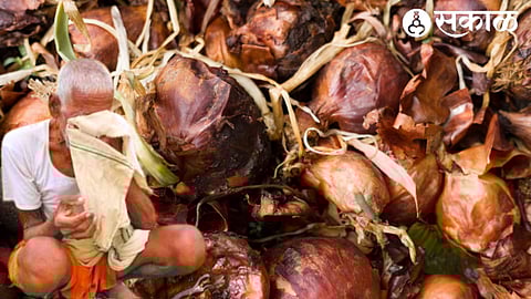 Onion Gets Rotten