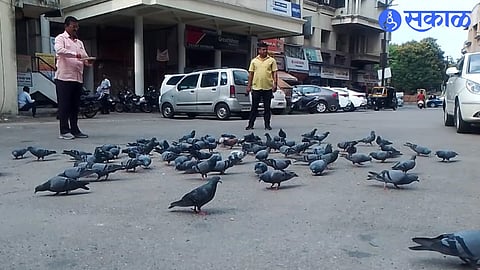 Bala Pathak giving food to pigeons