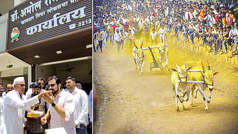 Bullock Cart race