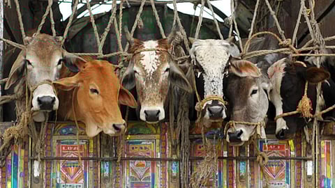 Cow Smuggling