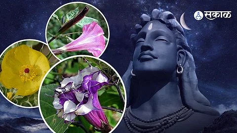 Datura Flower importance