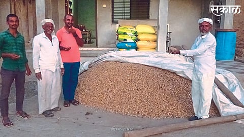 Kapdane : Legumes made available for retail sale by Hiralal Borse.