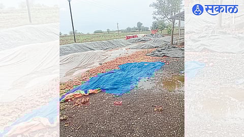 Onion horses found in unseasonal rain water in Kamad Shivara on Sunday.