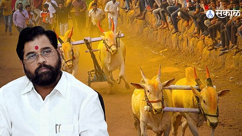 Pune : बैलगाडा शर्यतींना शिंदे सरकारचे वेसण, नव्या मार्गदर्शक सूचनेनुसार 'या' आयोजनाला असणार बंदी