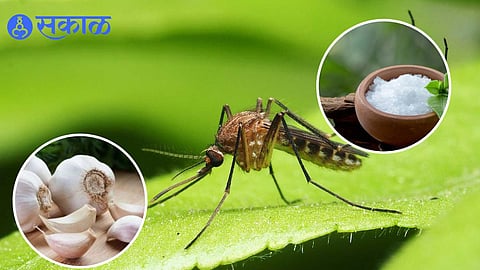 Mosquito Killer Side Effects