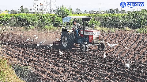 Herons flocking behind tractors during Chandori cultivation.