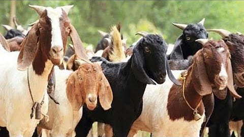 Goat Group Allocation Scheme