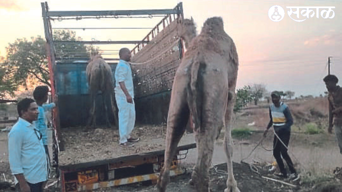 Loading the camels into the truck before leaving for Rajasthan