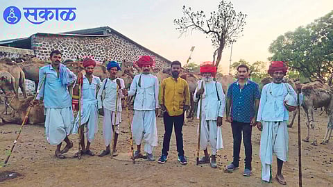 Raika team entered Nashik to transport camels news