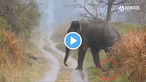 Viral Video
