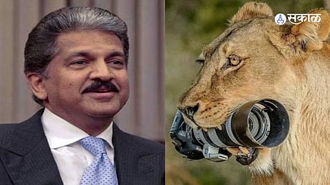 सिंहिणीच्या जबड्यात कॅमेरा! फोटोवरील कॅप्शन वाचून आनंद महिंद्रा खूश; गिफ्टमध्ये दिला ट्रक | Anand Mahindra
