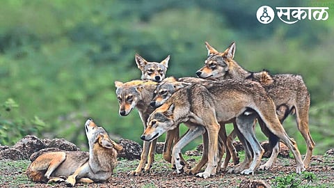 Wildlife expert Siddhesh Brahmankar found a herd of wolves near the dam.