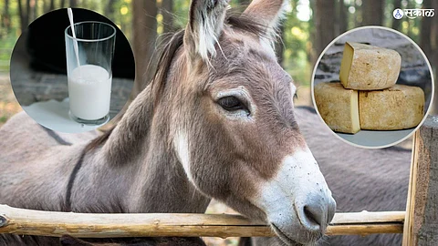 donkey milk benefits in Marathi