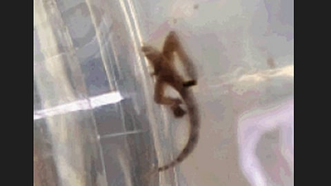 lizard in water bottle