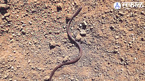 A rare povala snake found in a dilapidated wood near Pandit Suka Pawar's house.