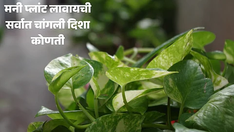 Money Plant