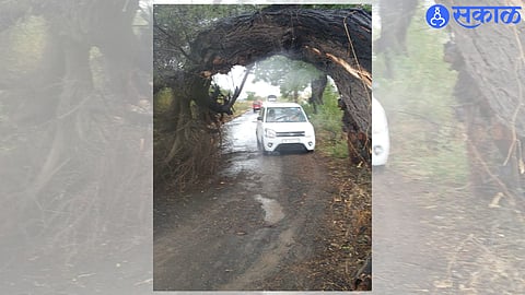 At Shiwar in Nimgaon Ta Sinnar today at around one o'clock in the afternoon, a gusty wind uprooted an acacia banyan tree on the road. This part of the acacia tree was broken. A twisting acacia banyan tree tunnel was formed from it. Vehicles are slowly passing through it.