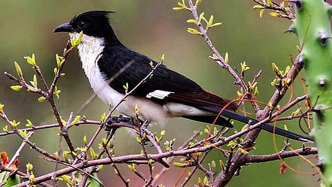 Monsoon Update Chatak Bird