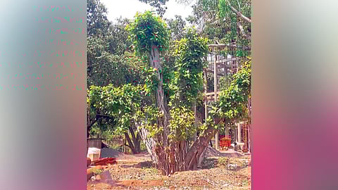 वडाचे झाड