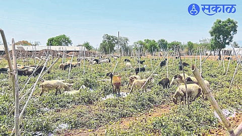 A farmer from Khamkheda, Saadhan Aher, left the sheep and cattle to graze in the standing crop due to lack of price for the tomato crop.