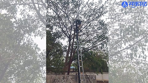 Jalgaon: Mahavitaran employees doing repairs after the storm.