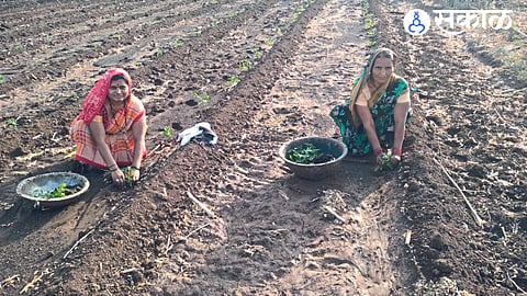 A woman planting chilli plants in the field of Mahendra Prakash Patil.
