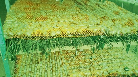 Mulberry-silk industry progress good income in short period of time beed