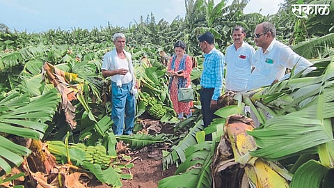 Nandurbar News : Panchnama of loss started by revenue and agriculture department in taluka; Estimated loss of crops on about 400 hectares