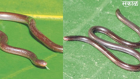 Jalgaon: Such 'Wala' snakes are seen.