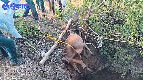 youth saves cow which fell in well jalgaon news