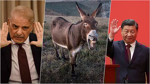 Pakistan Donkey Population