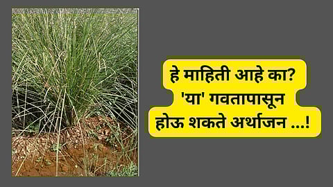 Kolhapur News