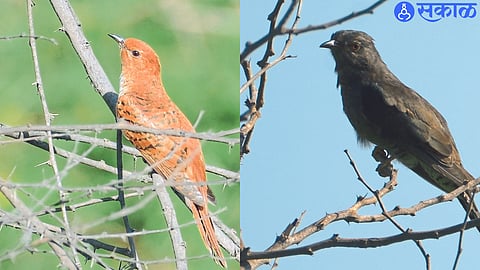 Sighting of Migratory Gray Cuckoo at Nandur Madhyameshwar Bird Sanctuary