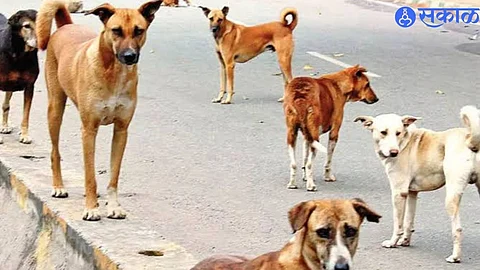 Stray Animals in Kerala