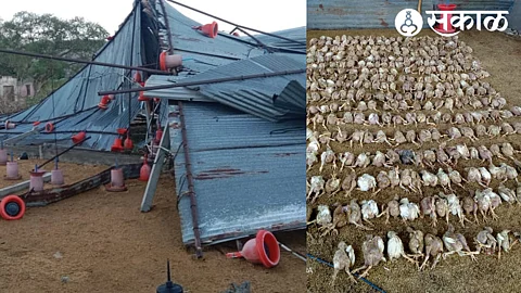 Damaged Poultry & Dead Hens