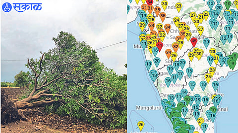 A tree uprooted due to stormy winds at Malda in taluka. Position indicating air speed.