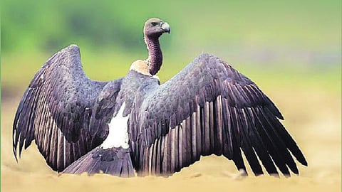 jatayu bird