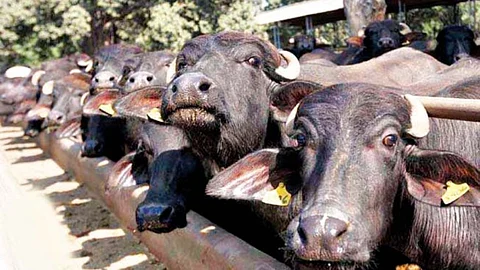 animal husbandry