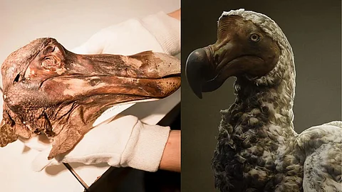 Dodo Bird