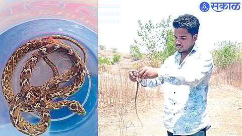 Pimpalner: Snake friends while releasing a rare cat snake into the forest. In the second photo, a rare cat snake.
