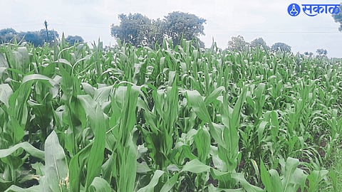 Maize Rate News