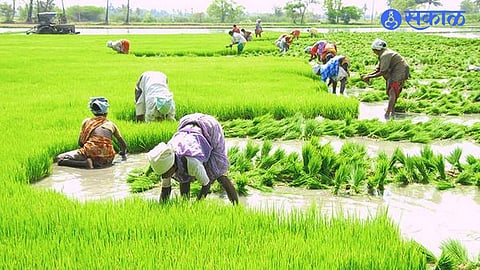 rice sowing