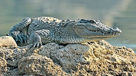 Costa Rica zoo crocodile pregnant