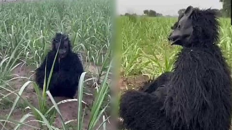 Farmers in Lakhimpur Kheri-Jahan Nagar village use a bear costume to prevent monkeys from damaging their sugarcane crop