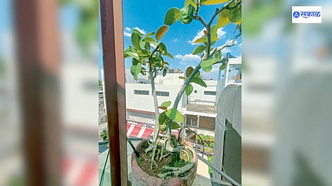 dr kiran pathak writes Ajwain Aids in digestion